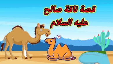 قصة ناقة نبي الله صالح